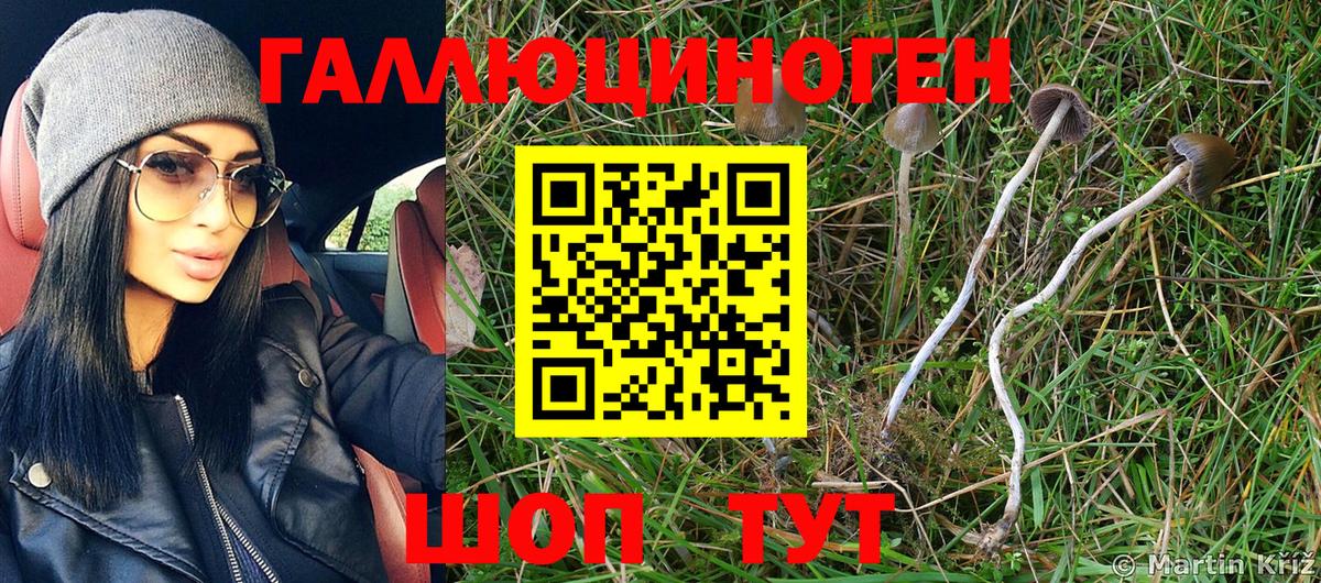 Псилоцибиновые грибы Psilocybine cubensis Карачаевск