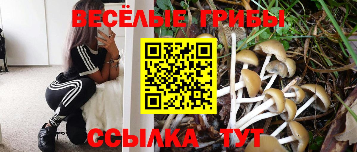 Карачаевск  Псилоцибиновые грибы Psilocybe  Вход с VPN  где продают наркотики  Псилоцибиновые грибы прущие грибы 